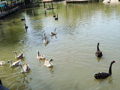 -溱湖国家湿地公园