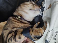 -李小姐の猫咖啡馆(五角场店)