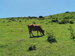 -大姆山草场