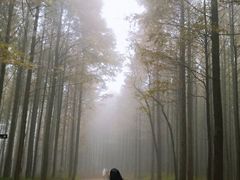 -山王坪喀斯特国家生态公园