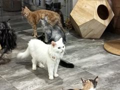 -楼上猫咖(罗湖店)