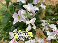 -天适樱花悠乐园