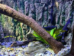 -上海海洋水族馆