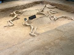 -洛阳周王城天子驾六博物馆