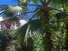 -中国科学院西双版纳热带植物园