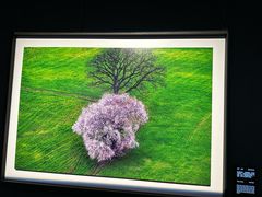 -罗红摄影艺术馆