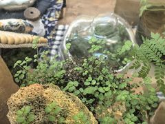 -北马山庄植趣咖啡