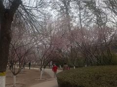 -桃花堤公园