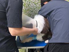 -瑞鹏宠物医院·微创内窥镜·骨外科·牙科(翠竹分院)