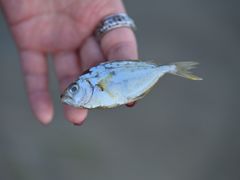 -北海金海湾红树林生态旅游区