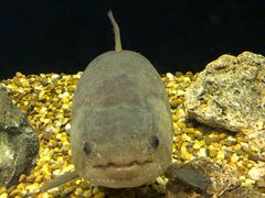 -暹罗海洋世界