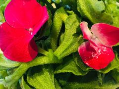 非洲冰菜-山顶顶概念四川菜(黄埔大道店)