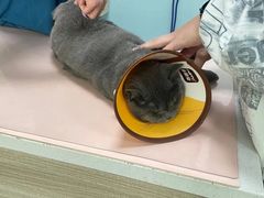 -嘉馨宠物医院·CT影像转诊·心脏科·犬猫全科诊疗中心(下沙大学城院区)