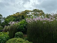 -新加坡植物园