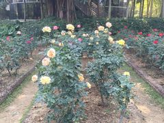 -人民公园(罗湖区)