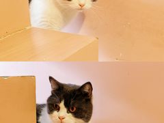 -猫儿山۰猫主题餐厅