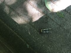 -终南山国家森林公园