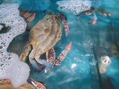 -蟹谢蒸鲜自助餐厅