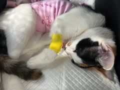 -纳吉亚猫专科动物诊疗中心(蒋宅口分院)