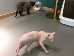 -飞行喵MR PILOT|猫舍·猫咖(静安大融城店)