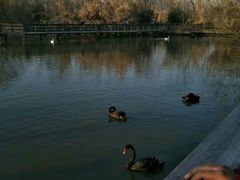 -溱湖国家湿地公园