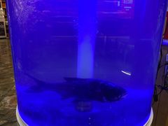 -解家河南菜(商鼎路店)