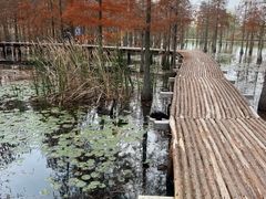 -池杉湖湿地公园