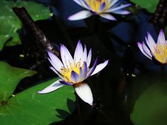 -国家植物园南园