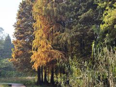 -溱湖国家湿地公园