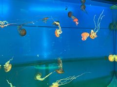 -左海海底世界