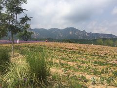 -紫云台香草园