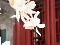 -天津大悲禅院