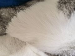 -爱宠有家宠物医院(彩虹桥总店)