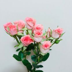 -Amber Salon艾珀沙龙