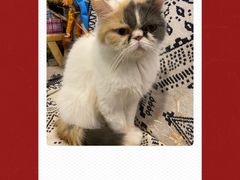 -平行世界·猫咖(首经贸店)
