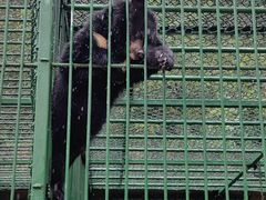 -栾川竹海野生动物园