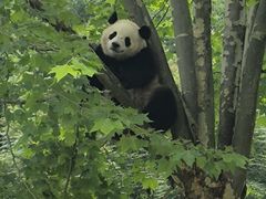 -卧龙中华大熊猫苑神树坪基地