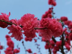 -南汇桃花村