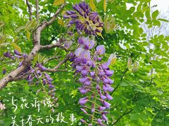 -上海共青森林公园