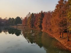 -上海海湾国家森林公园