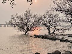-宝安西湾红树林湿地公园