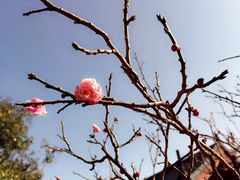 -桃花岭景区