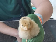 -怪兽屋·羊驼·猫咖·狗咖(俊华广场店)