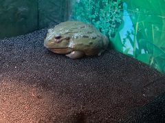 -上海大自然野生昆虫馆