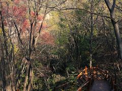 -大岭沟猕猴桃谷风景区