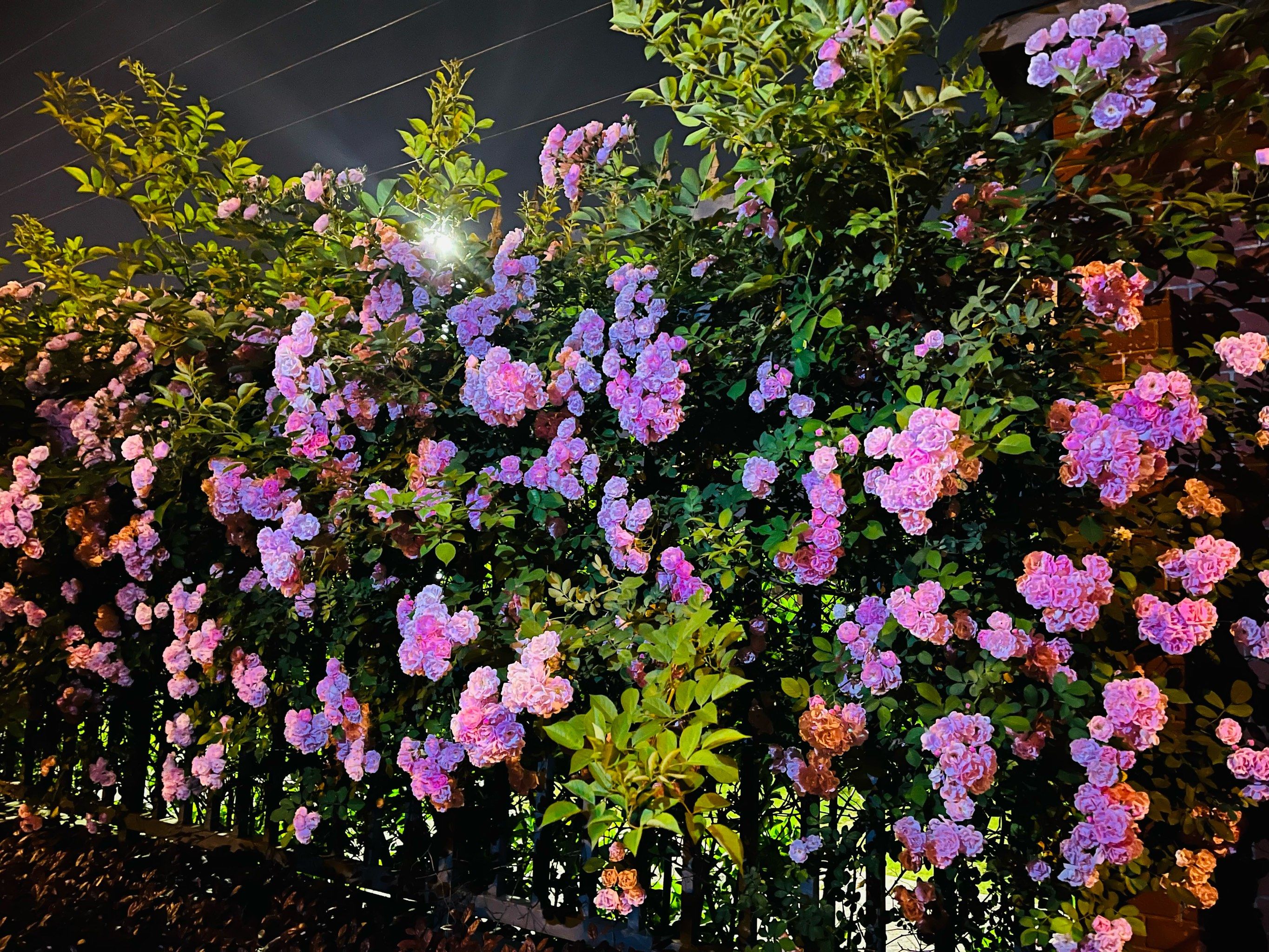 天府七小的花围栏也太美了吧