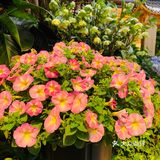 姹紫嫣红，美不胜收