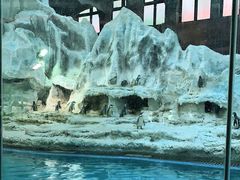 -帝企鹅自助餐厅•儿童岛•真企鹅(长隆企鹅酒店)