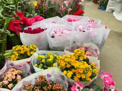 -金陵花卉交易市场