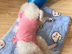 -伟伟宠物医院·CT影像中心·瑞派犬猫综合性门诊(汉口总院)